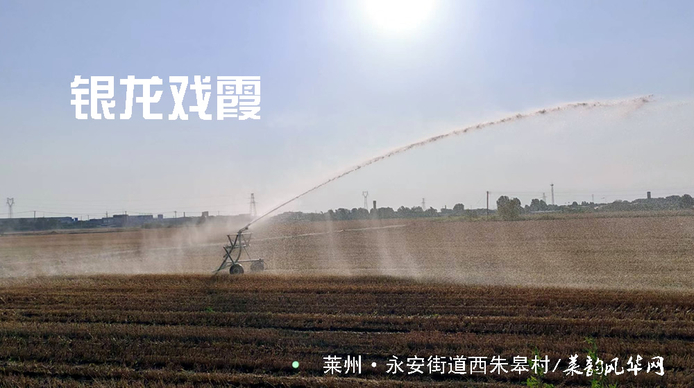 七绝•莱州三夏 第 3 张