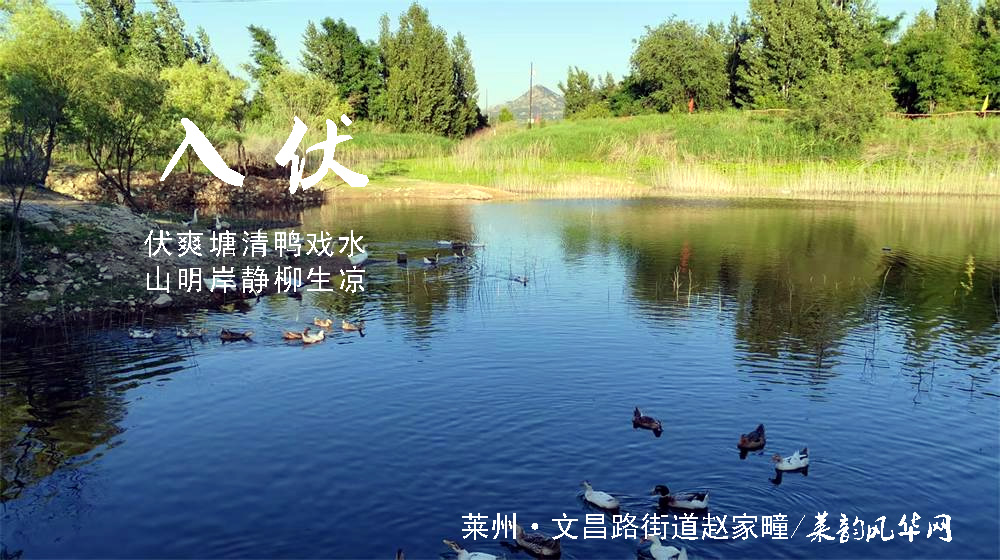 璀璨的莱州民俗文化——入伏 第 7 张