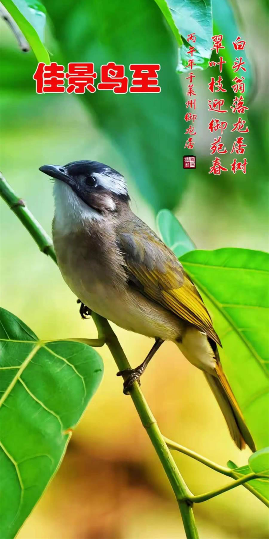 李锦洲手机摄影作品选——小鸟 第 3 张
