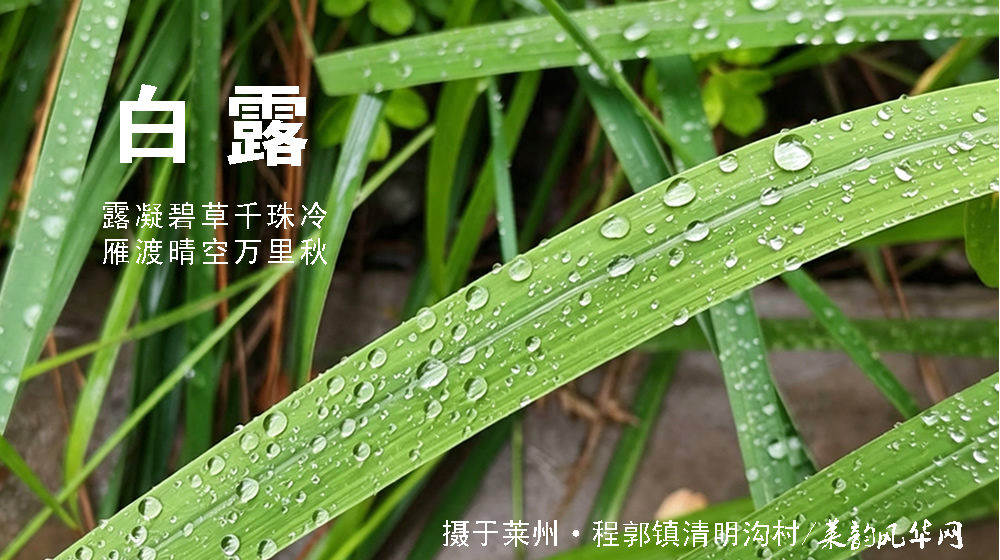 璀璨的莱州民俗文化——白露 第 2 张